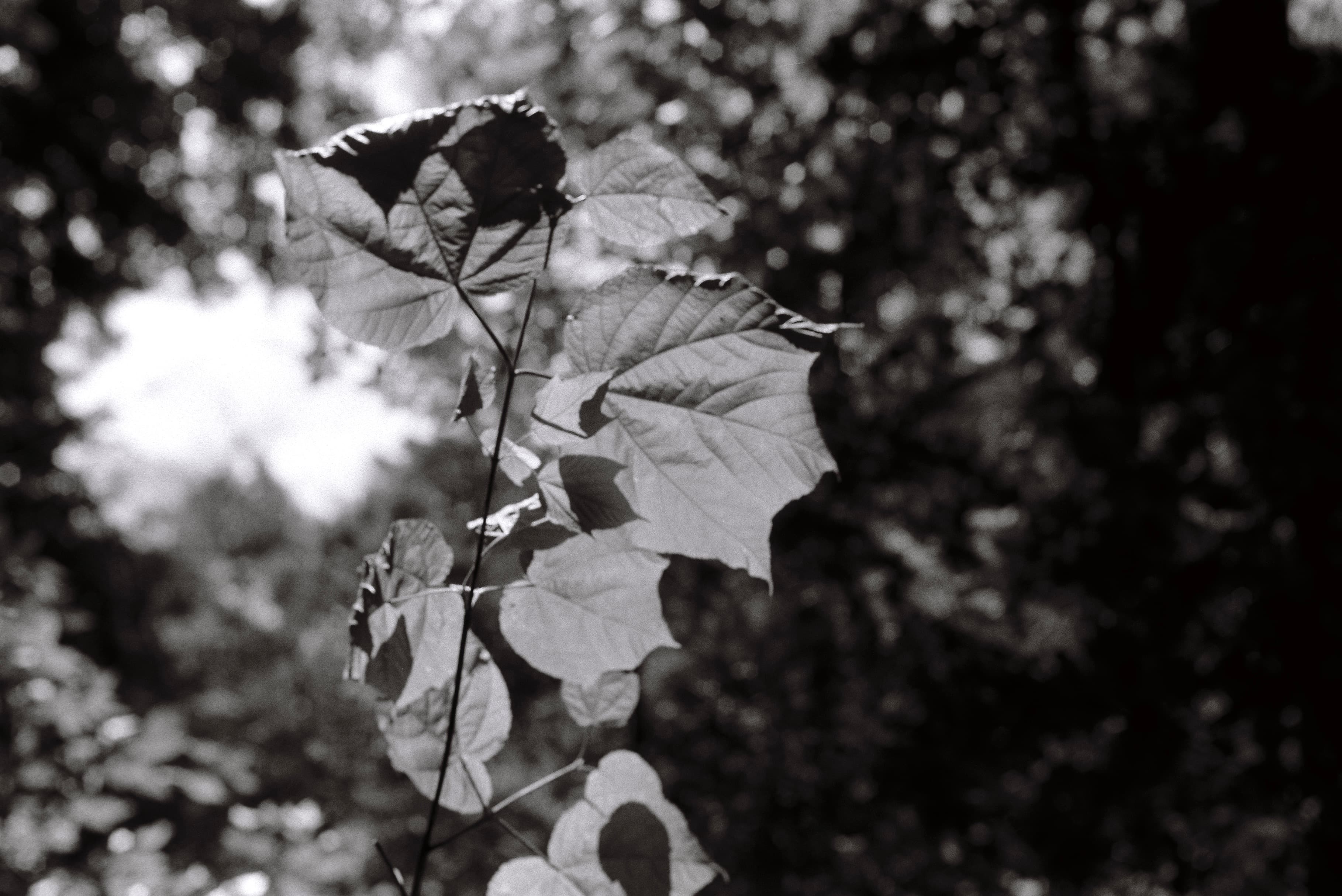 Mila Boudreau photograph - : ONE