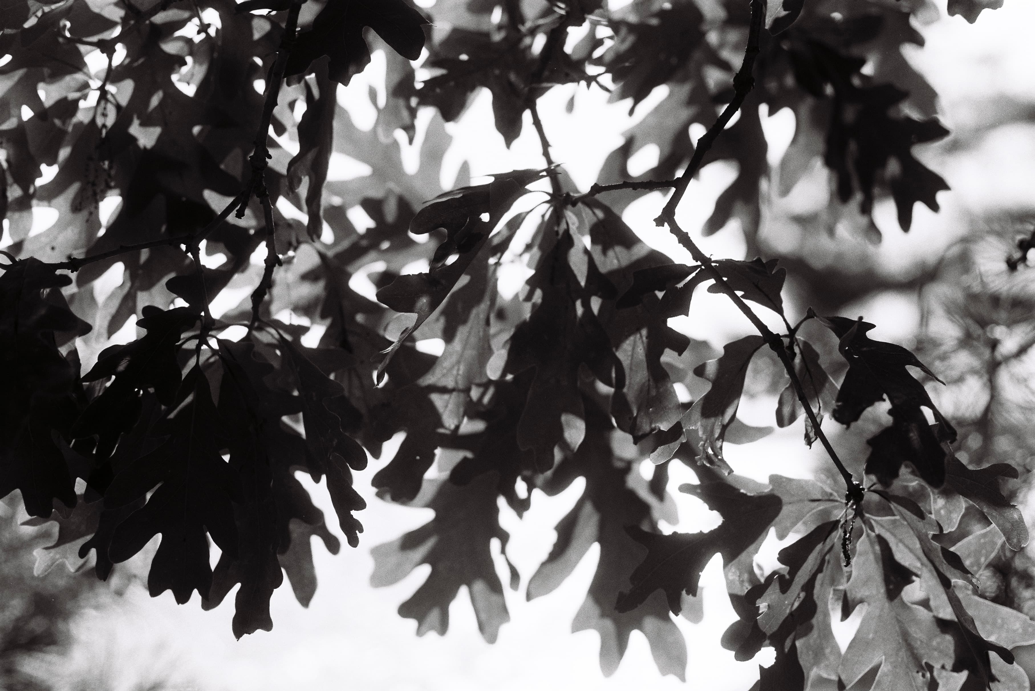 Mila Boudreau photograph - : ONE