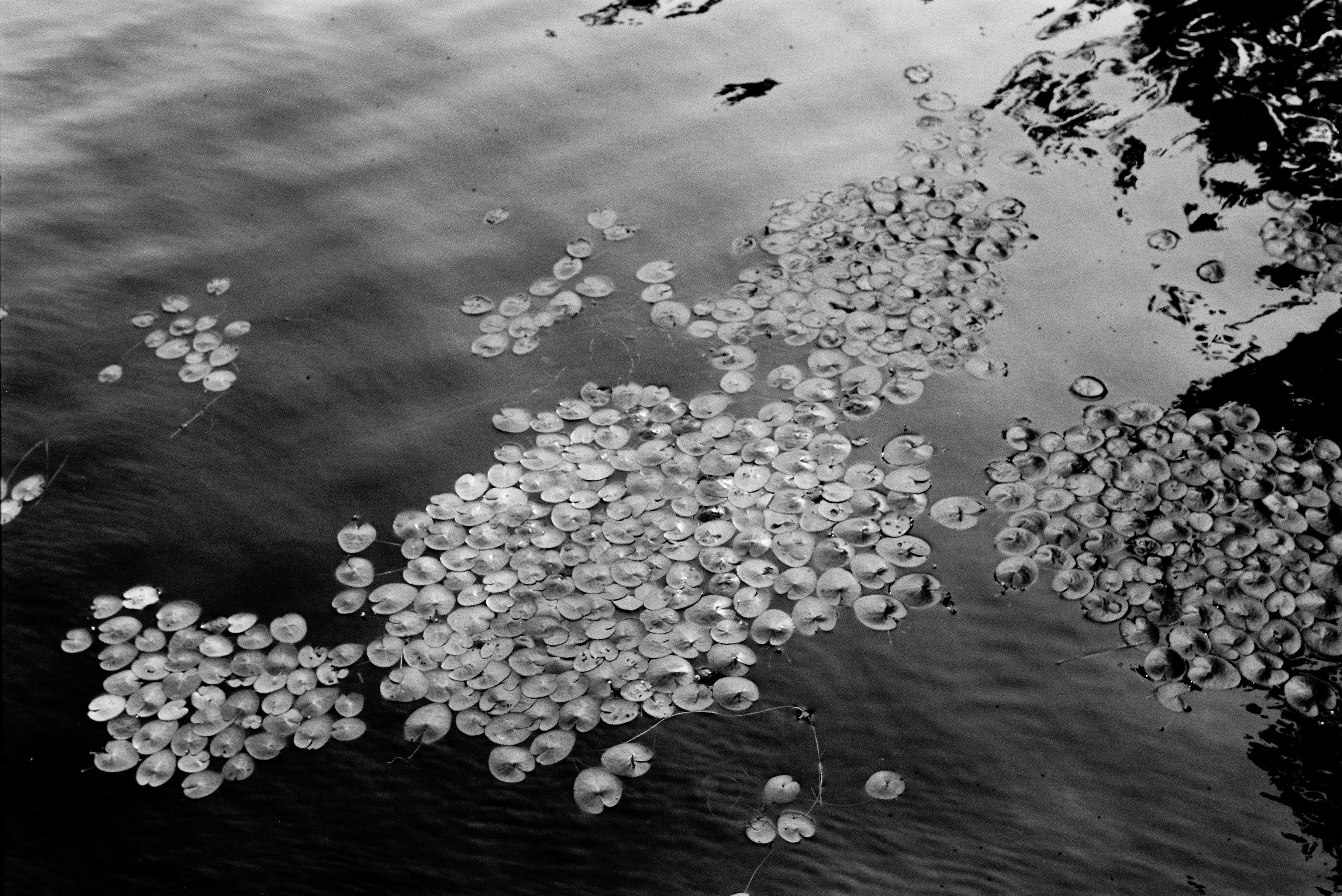 Mila Boudreau photograph - : CHRIS’S LILIES