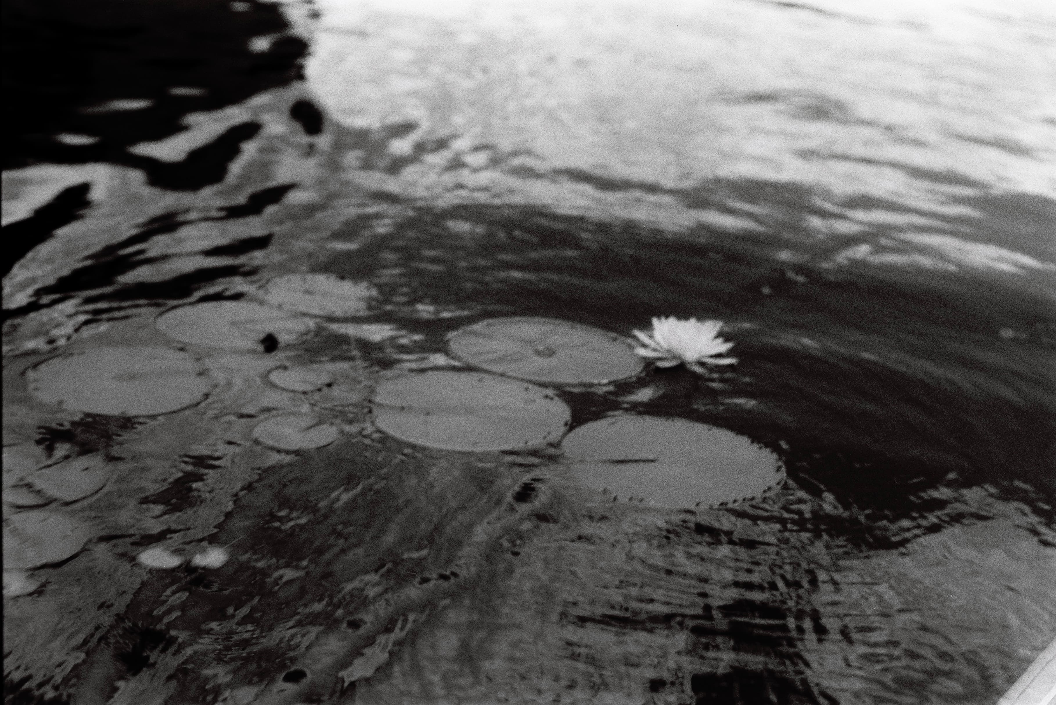 Mila Boudreau photograph - : CHRIS’S LILIES