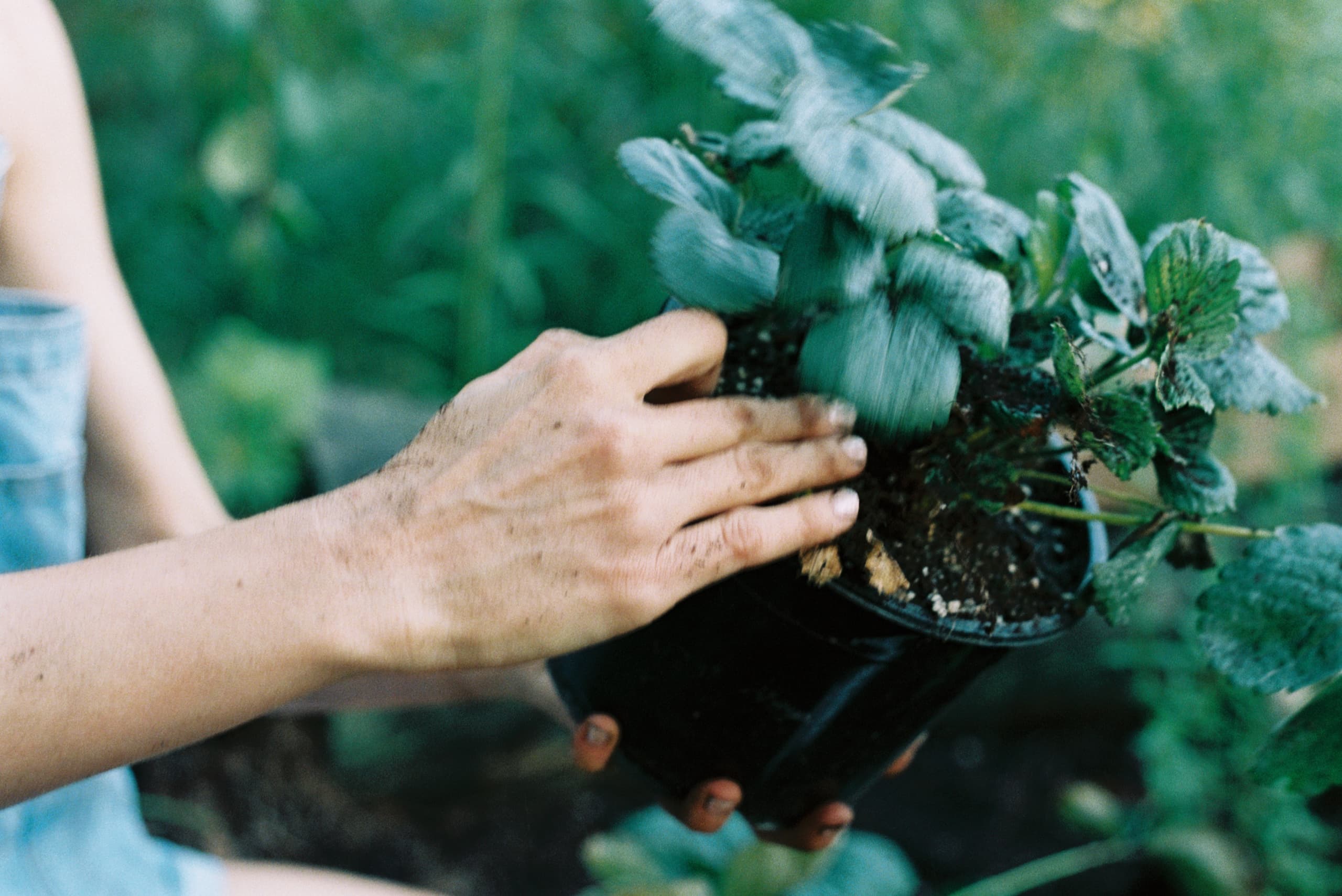 Mila Boudreau photograph - : FLOATING HEARTS GARDEN