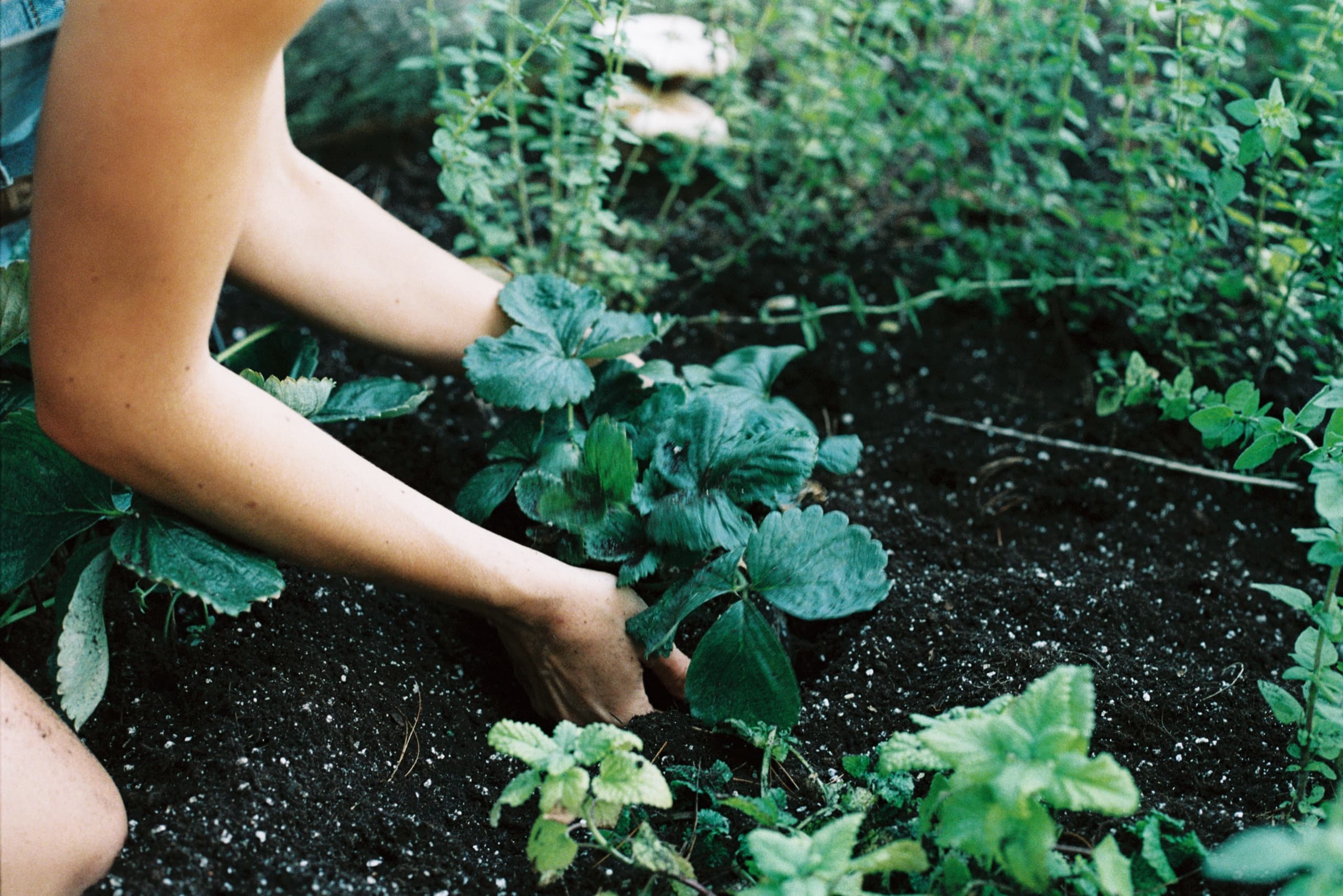 Mila Boudreau photograph - : FLOATING HEARTS GARDEN